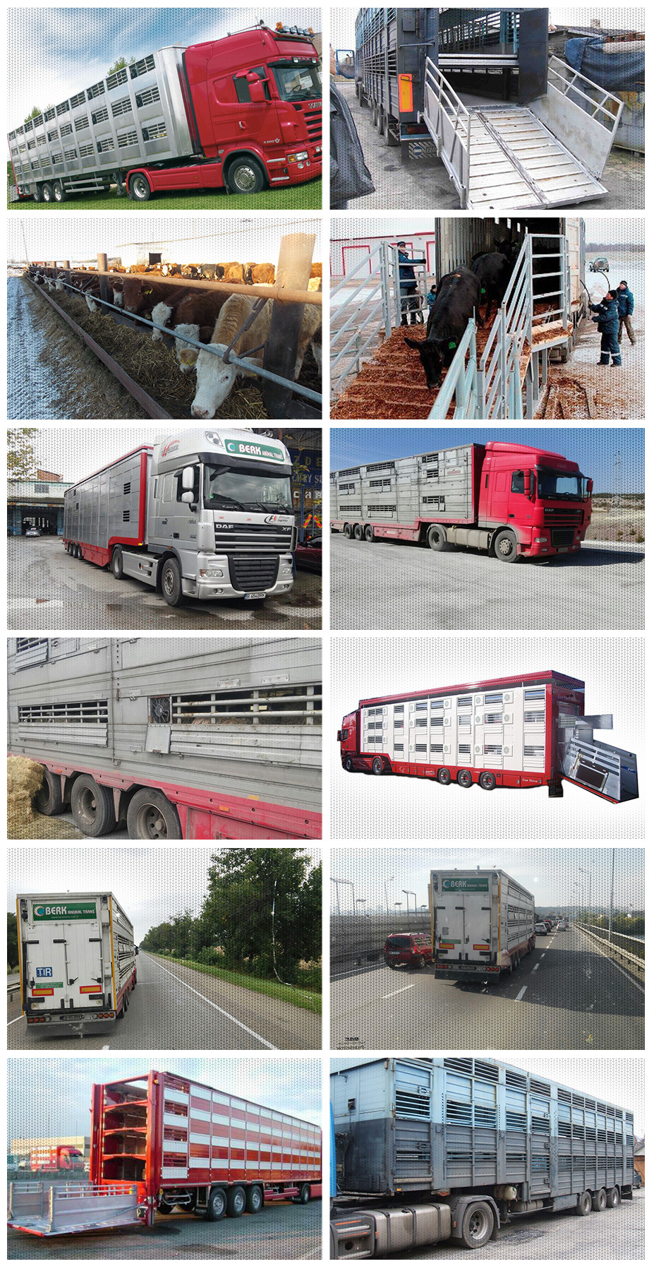 Berk Trans International Transportation Live Animal Transport